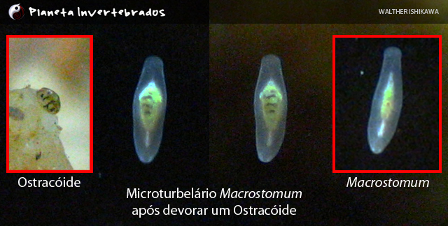 Rhabdocoela (no confundir con Planaria). Img_20130726_52u82v5c00ri