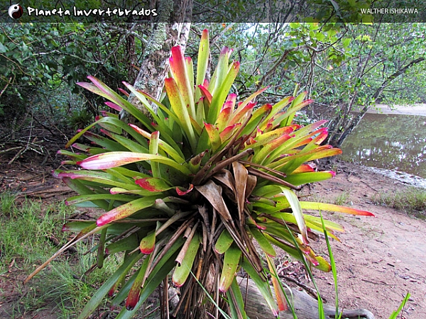 La vida en bromelias Galeria_00000088_022