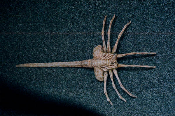 CANO Facehugger4