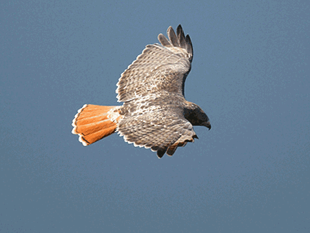 Red-tailed Hawk Red-tailed%20Hawk