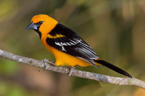 CALANDRIA TURPIAL ( Emberizidae ) ( yuyita ) Altamira%20Oriole