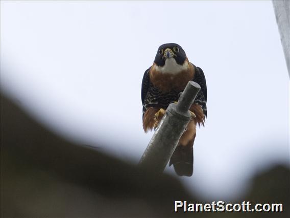 Falconiformes. sub Falconidae - sub fam Falconinae - gênero Falco - Página 2 Orange-breasted-falcon-(falco-deiroleucus)