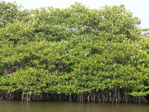 CANCELLED: Galanos - 16th ISC Session - 2011 Mangrove-forest-in-phu-quoc-vie597