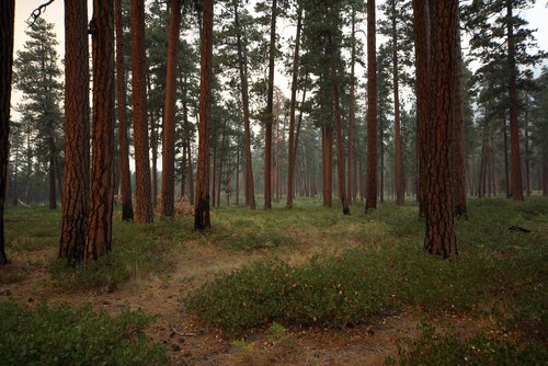 The Pine Forest Ponderosa-pine-forest-near-black-butte-oregon-or294