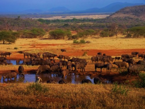 Défi désireless : ou quand quizz in voyage voyage - Page 2 Serengeti-national-park-tza122