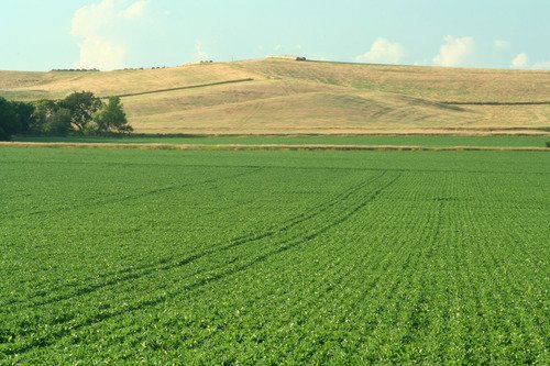 [WALK INTO THE CLUB LIKE: ThatGirlWhoVids] Soybean-field-in-schuyler-nebraska-neb169