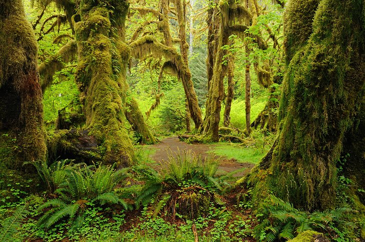 Where did all the vultures go? Us-olympic-national-park-hoh-rain-forest