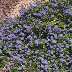 PLANTAS COBERTORAS Ceanothus%20thyrsiflorus%20Repens