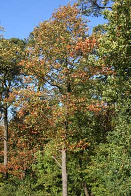 PICQUIGNY (SOMME) - Promenade héraldique Sorbus_torminalis_ensemble