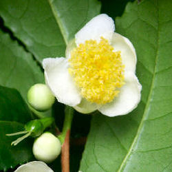 VƯỜN CÂY ĐV II - Page 22 Camelia_sinensis_01