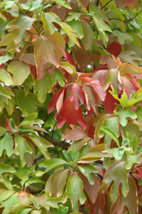 Sassafras albidum !!! Sassafras_albidum_detail-feuillage