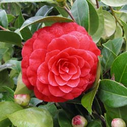 une fleur ou plante  à découvrir - ajonc _ le 28 juillet trouvée par Martine Camellia%20japonica%20Black%20Lace