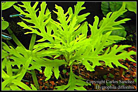 Ce qu'il faut vraiment savoir sur les plantes! Hygrophila_difformis