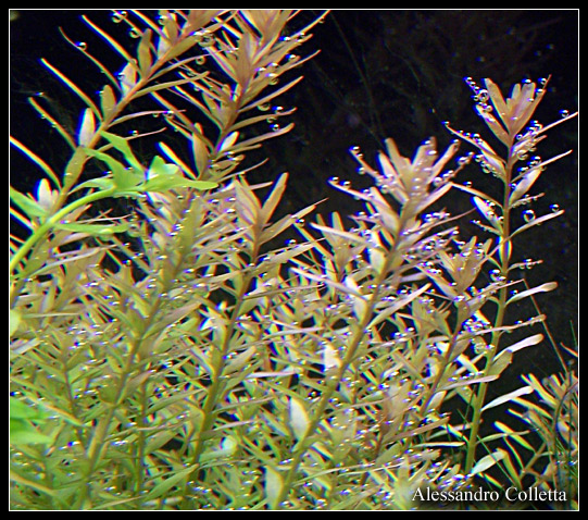 [75] Vends Rotala rotundifolia, HZ, HM, Limno., Ludwigia Rotala_rotundifolia