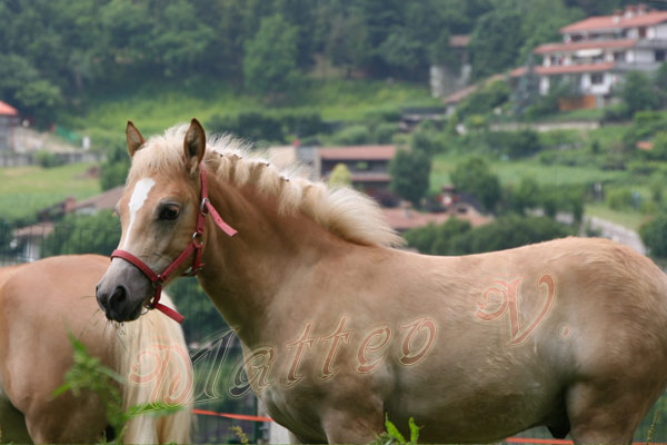 vendo puledro haflinger nato febbraio 2010 Avo_giugno