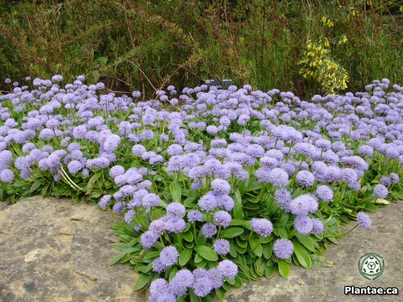 Semis de Globularia Globularia-nudicaulis