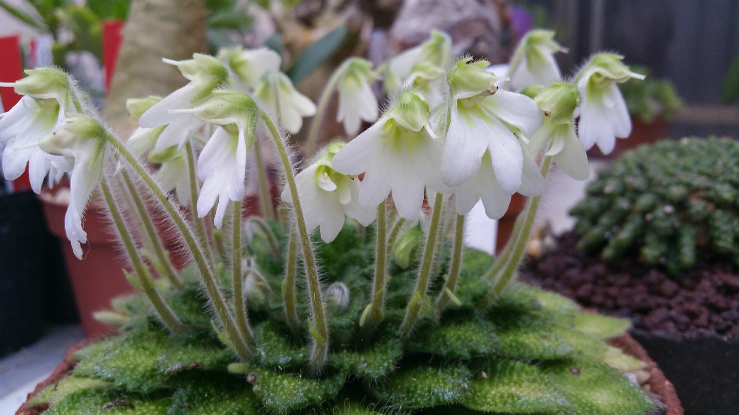 Petrocosmea rosettifolia 2015-11-06%2015.50.09