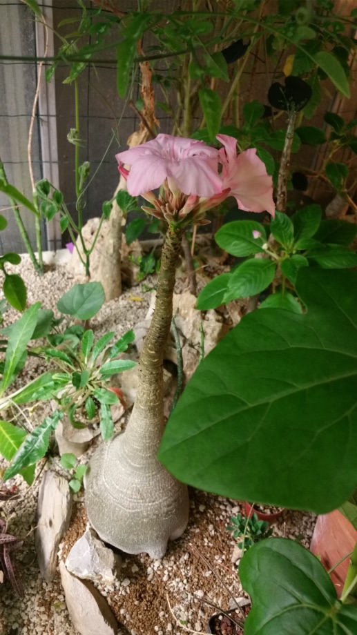 ADENIUM SOCOTRANUM EN FOLIE - Page 4 20150410_215854