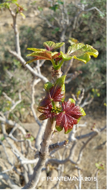 Jatropha dhofarica (Oman - Dhofar)   20151124_152403