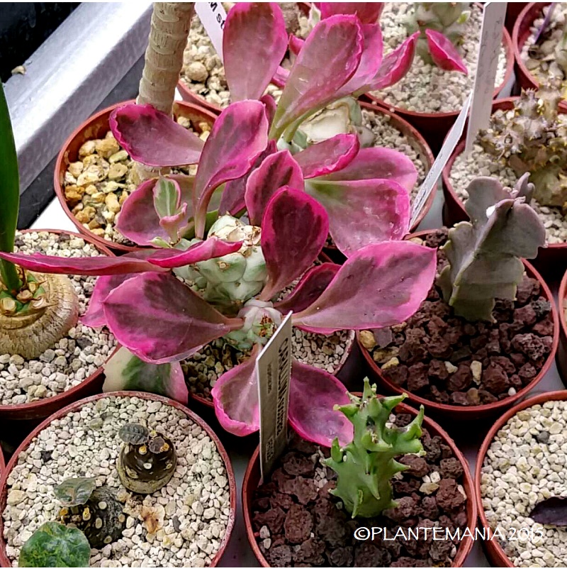 MONADENIUM stapelioides variegata 2016-01-19%2001.37.36-3