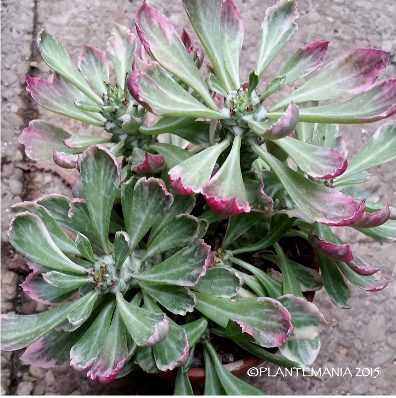 MONADENIUM stapelioides variegata 2016-02-20%2010.05.16