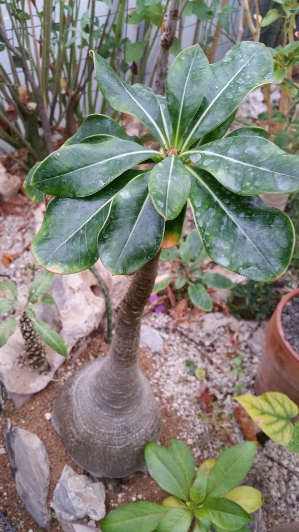 ADENIUM SOCOTRANUM EN FOLIE - Page 4 2016-02-20%2010.07.04