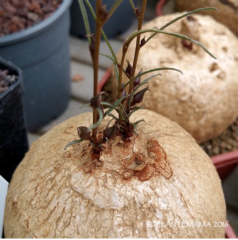 Ipomoea bolusiana 20160731_113104