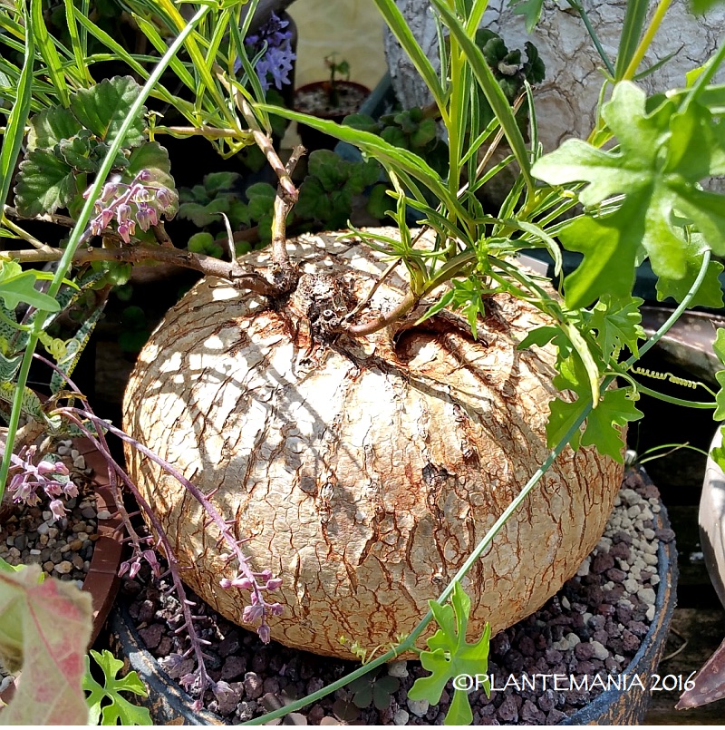 Ipomoea bolusiana 20160731_120200