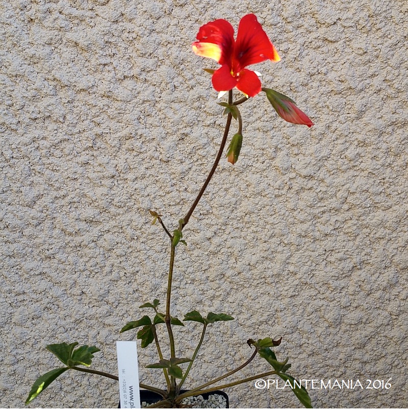 PELARGONIUM boranense 20160824_100656