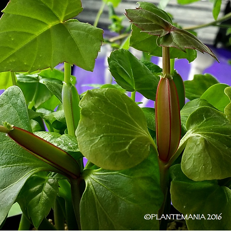 Cissus quadrangularis. CISSUS_quadrangularis_Oman