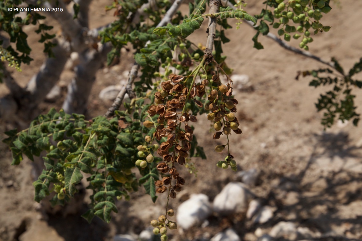 Boswellia sacra (Oman - Dhofar) IMG_1832