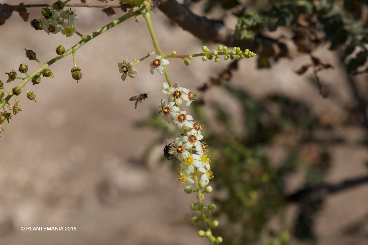 Boswellia sacra (Oman - Dhofar) IMG_1833