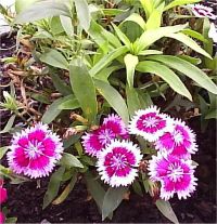 Fleurs en image Dianthus-chinensis