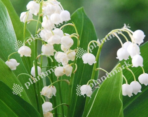 HOA GIEO TỨ TUYỆT - Page 7 W_1_0017836_convallaria-majalis-fruit-flower