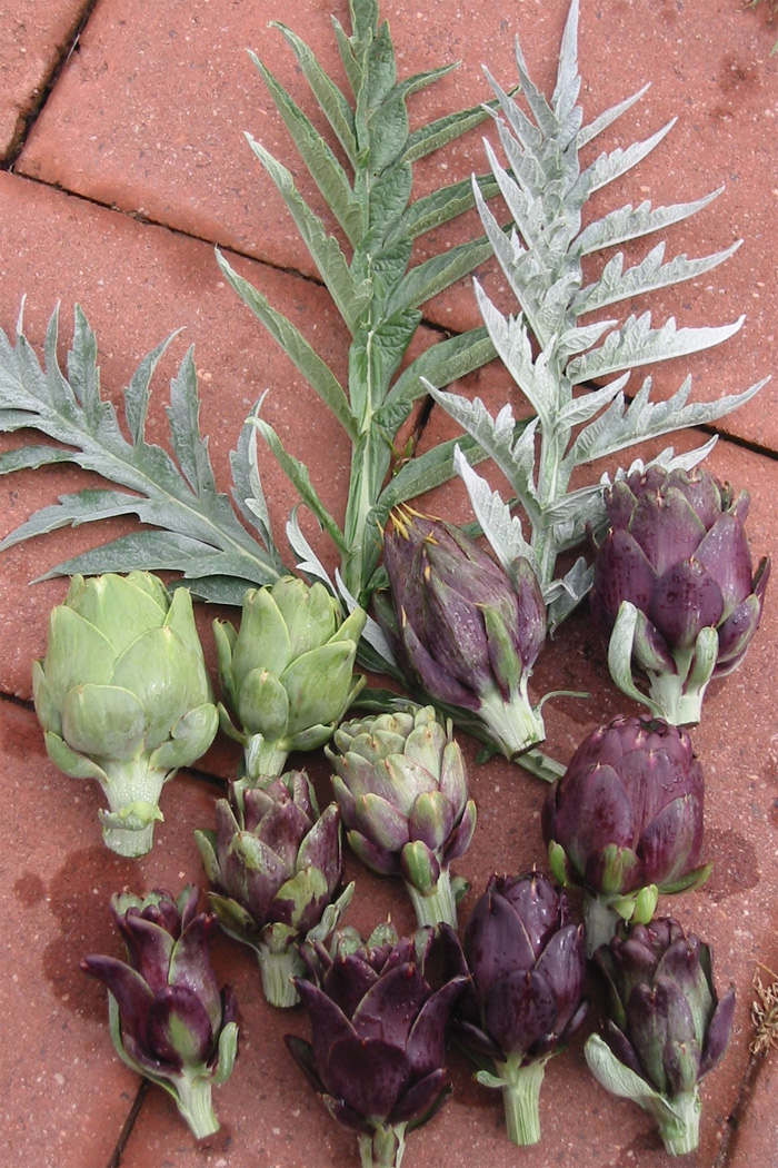 فكرة باش نرقدوا الخرشوف ...بالصور Artichoke-select-study3