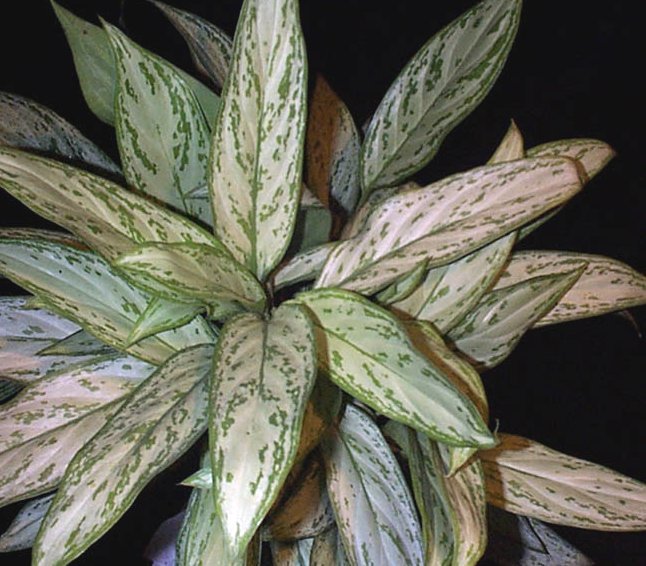 ابجد الزهور Aglaonema