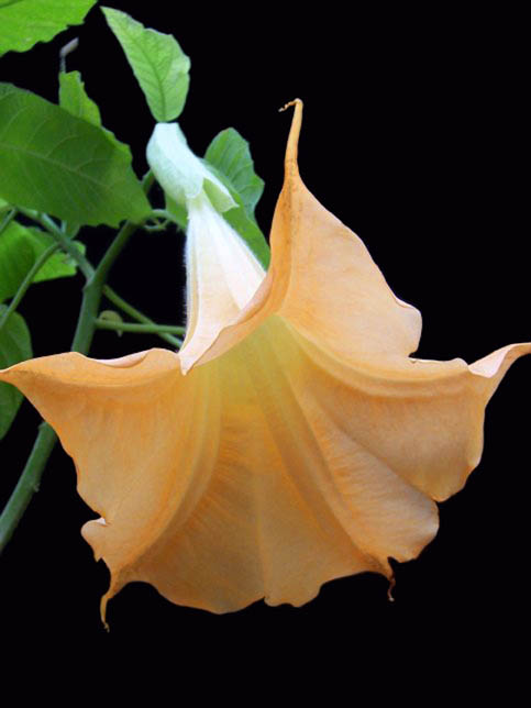 Bouturer le Brugmansia Brugmansia