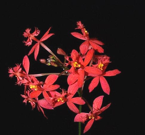 ORHIDEJA  Epidendrum1