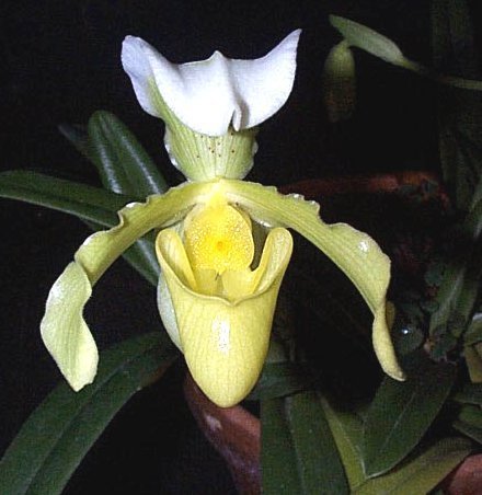 ORHIDEJA  Paphiopedilum