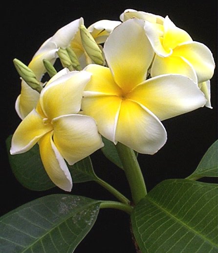 انواع نباتات الزينه Plumeria