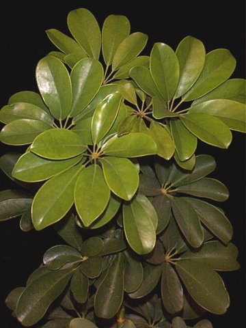 نبات الشفليرا Schefflera