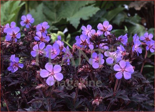 Geranium Black Beauty Geraniumblackbeautya