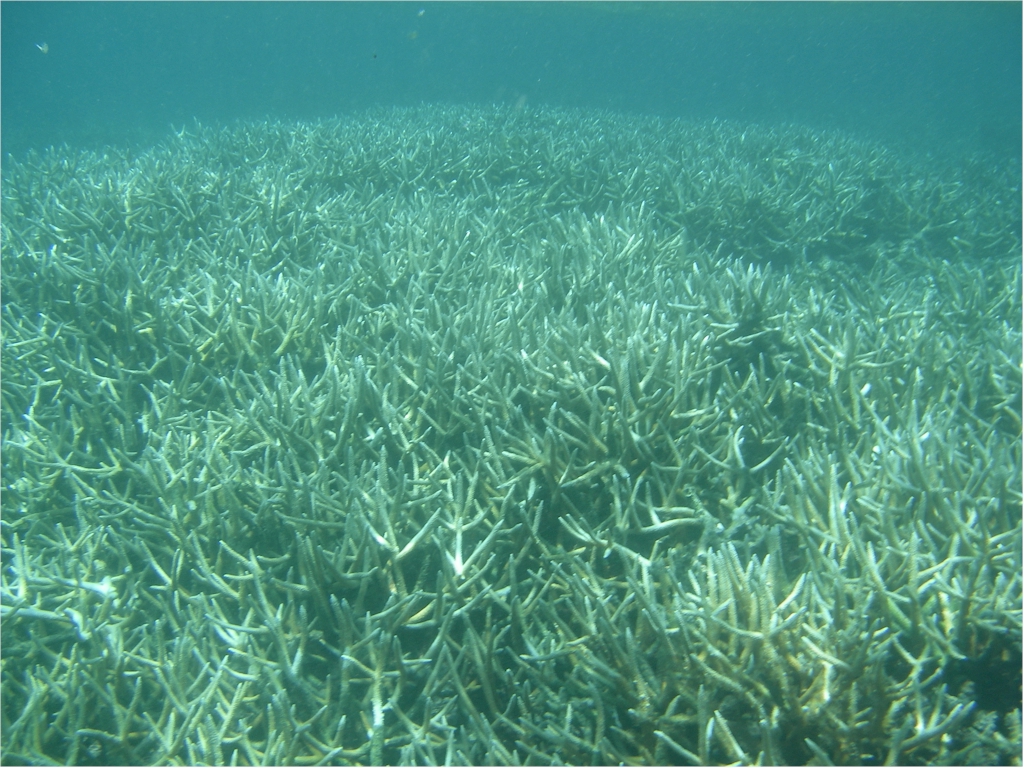 les aquarium d'eau de mer tros chargger ou pas naturel  Acropora