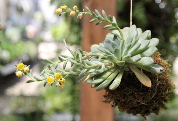 comment faire un kokedama DIY-Garden-Hanging-Kokedama-Plant1