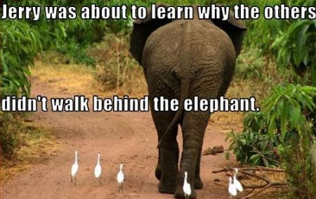 ANIMAL ANTICS! - Page 12 33-why-the-others-didn-t-walk-behind-the-elephant-meme