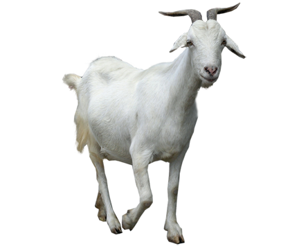 Now that Luis Enrique surpassed Pep, what's next for this Asturian beauty? Goat-PNG-Clipart