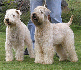 Airių kviečiaspalvis švelniaplaukis terjeras Wheaten