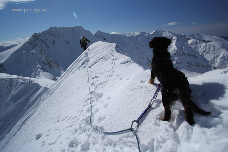 Interesting story: Tina the climbing dog IMG_3699