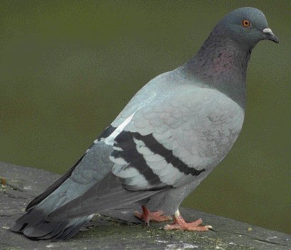 Tenez Novo Fatum R4 Pigeon
