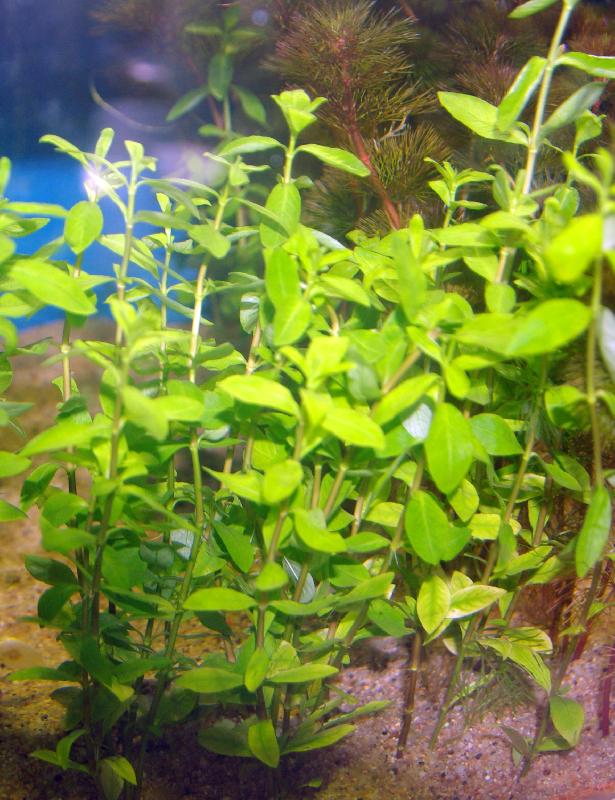 mon bébé aquarium ! B-hygroph-polysperma